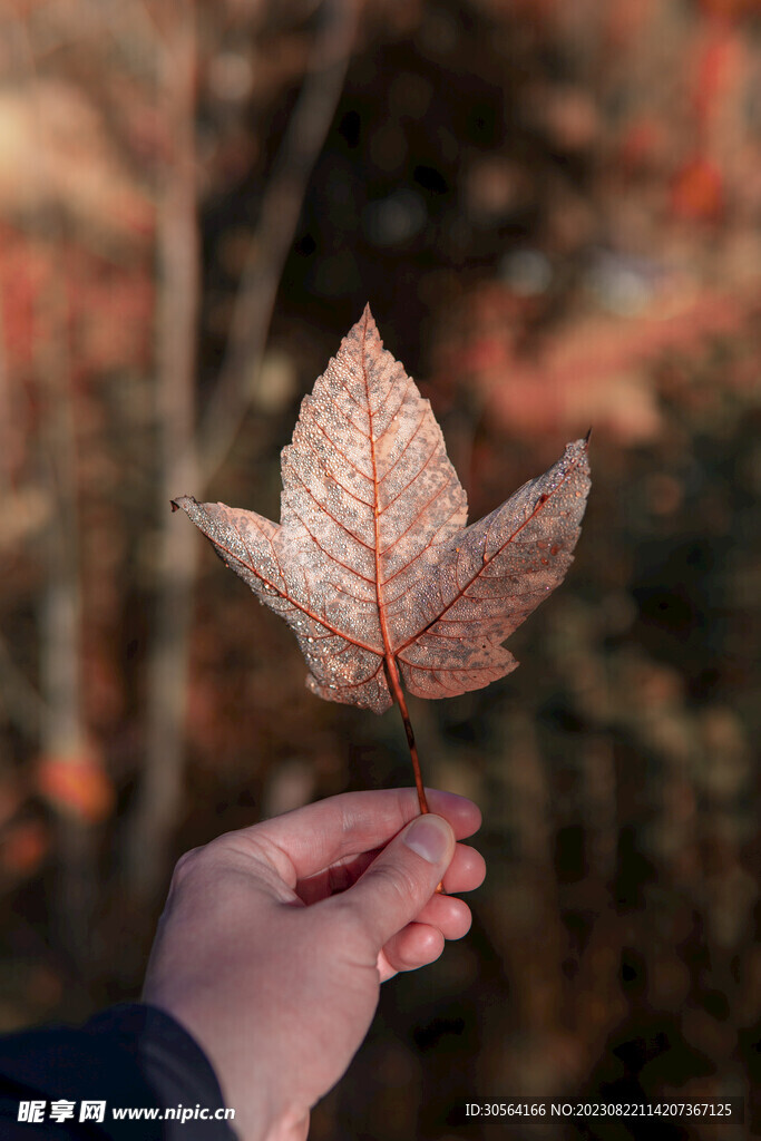 枫叶