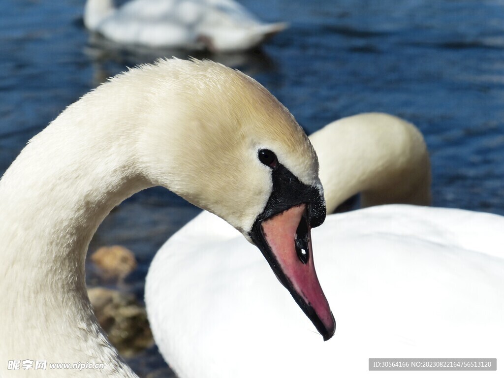 大鹅