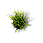 绿植png        