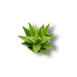 绿植俯视png        