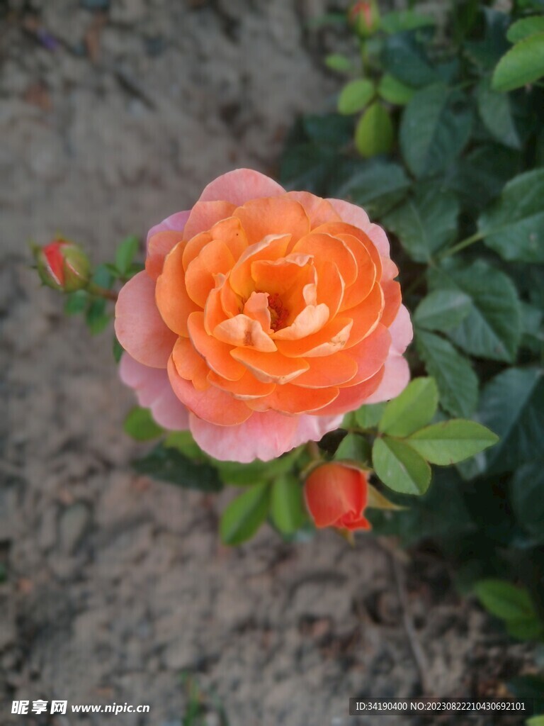 月季