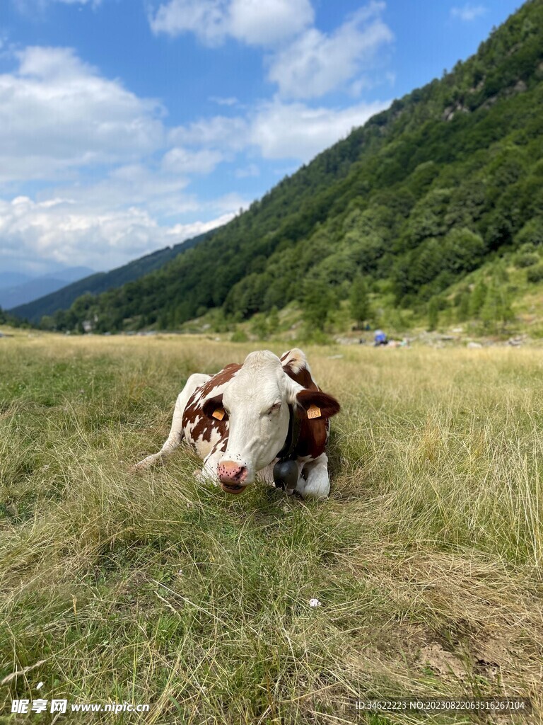 散养牛 