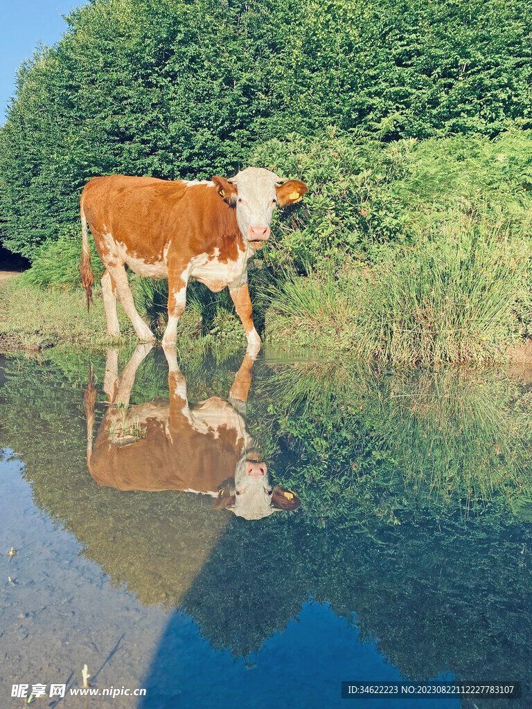 水旁黄牛