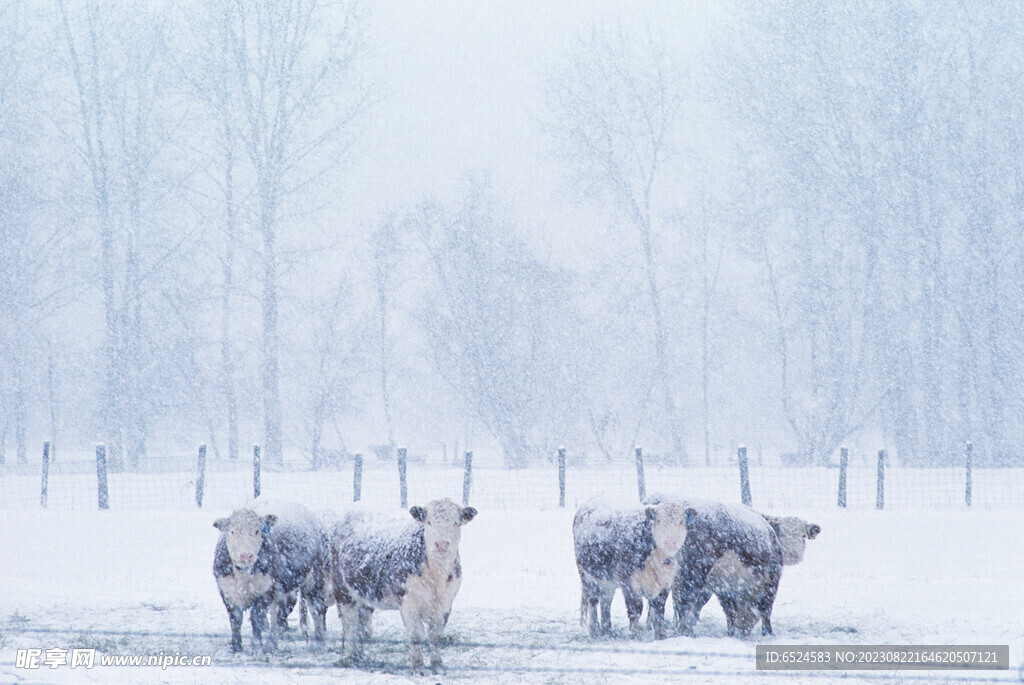 雪牛