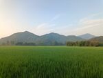 田野