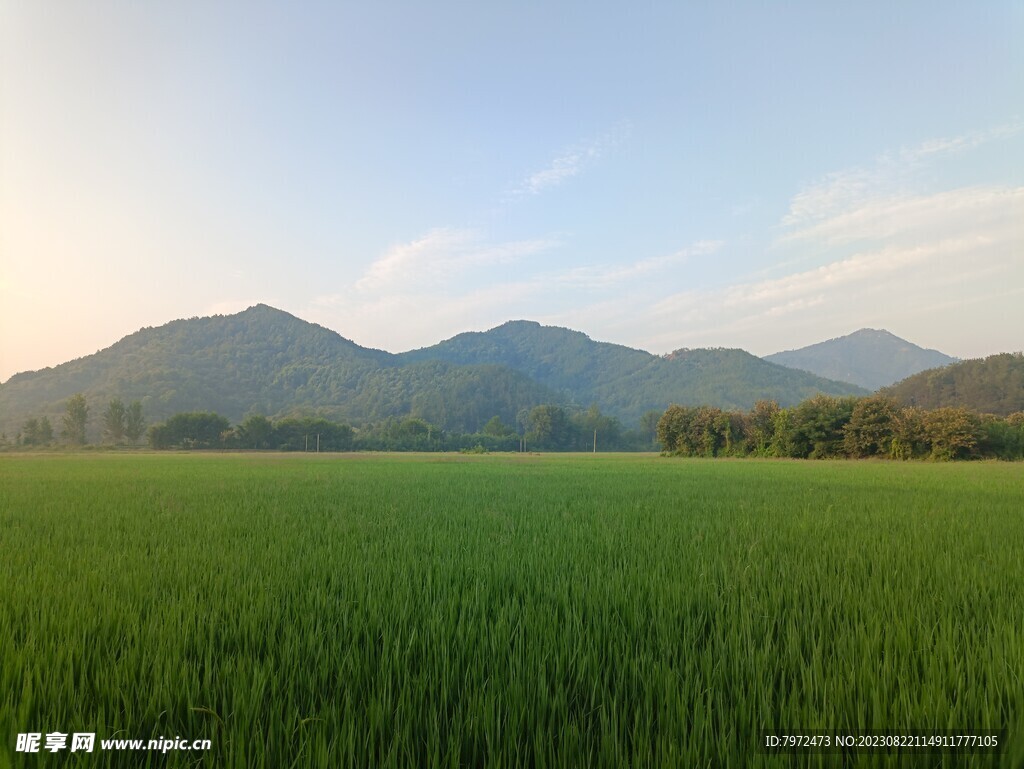 田野