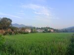 田野