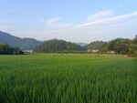 田园风光