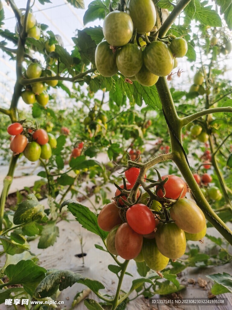 番茄圣女果