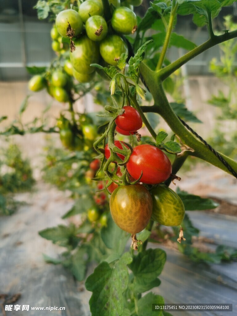 番茄圣女果 