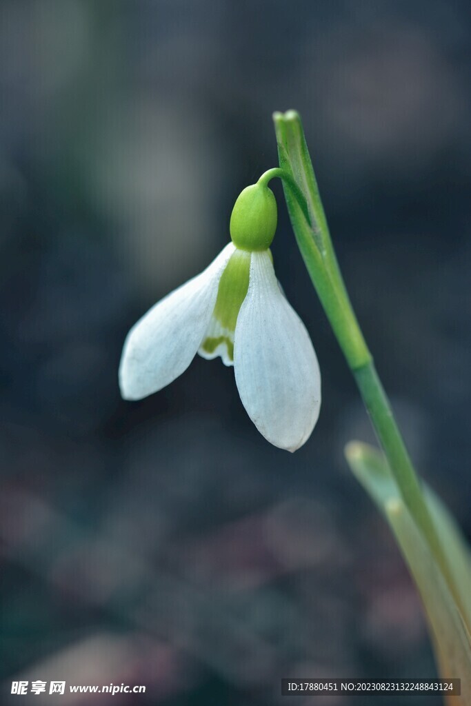 夏雪片莲