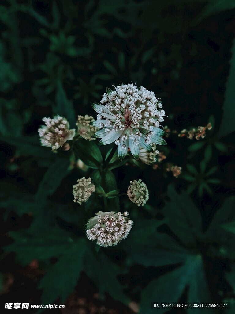 大星芹
