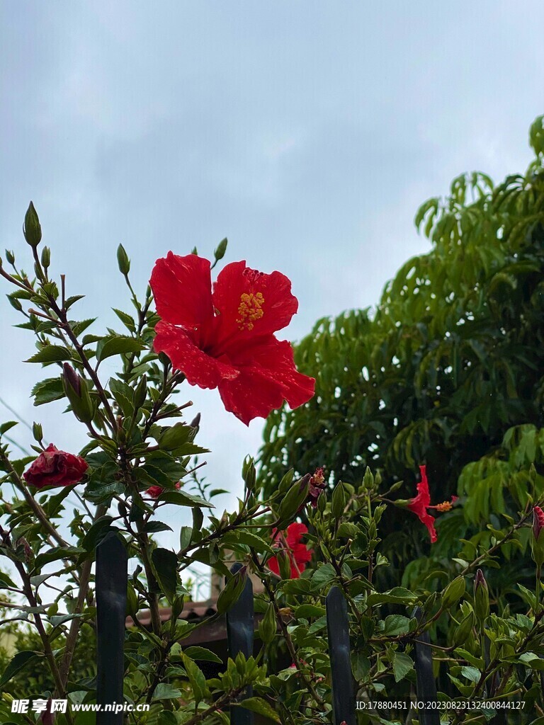 朱槿