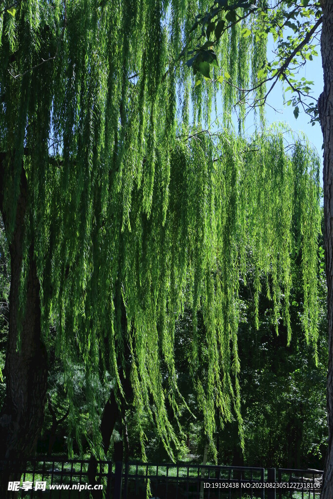 垂柳风景 