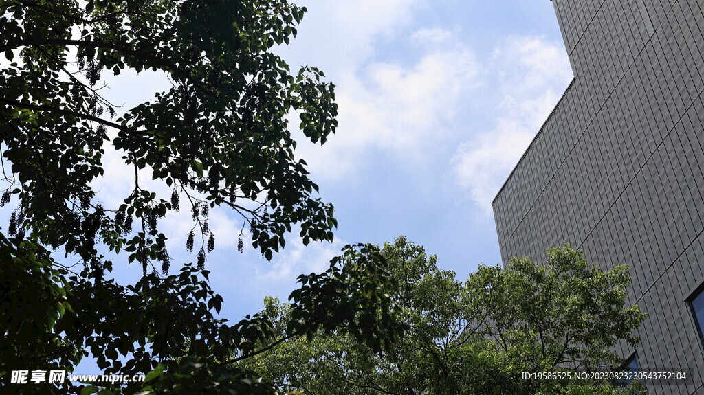 天空树和建筑