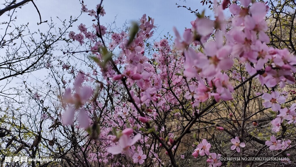 粉色春天桃花