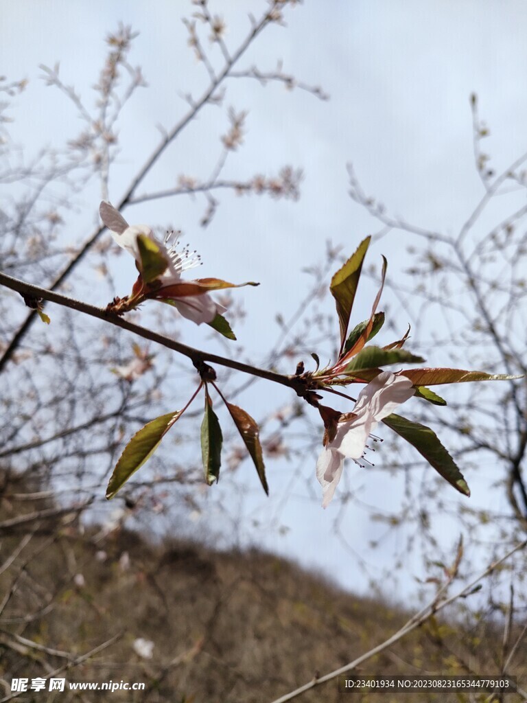 春天桃花花枝