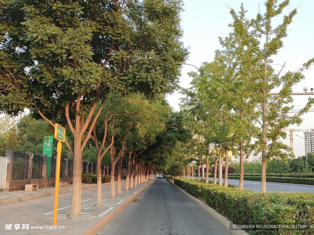 绿化带骑行道路边树木城市绿化