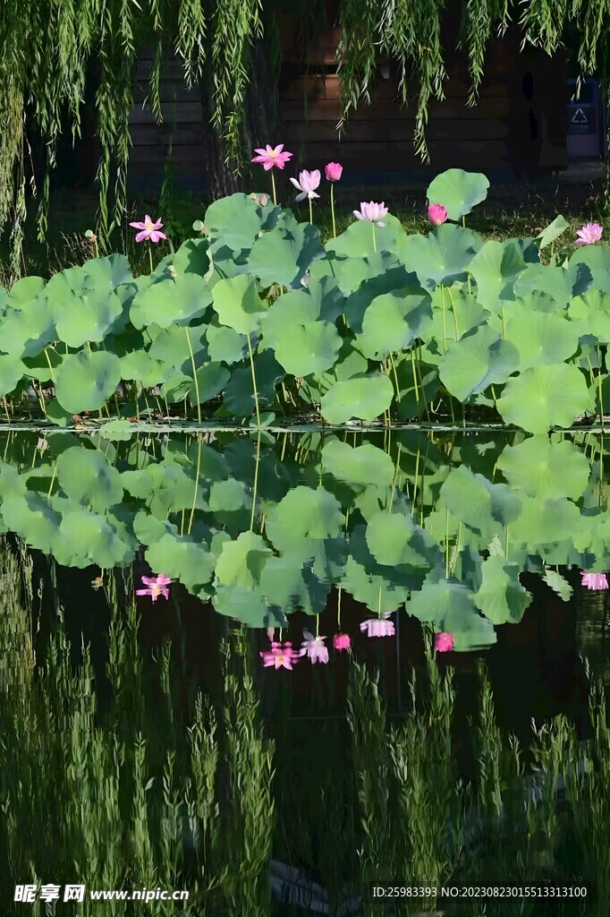 荷花