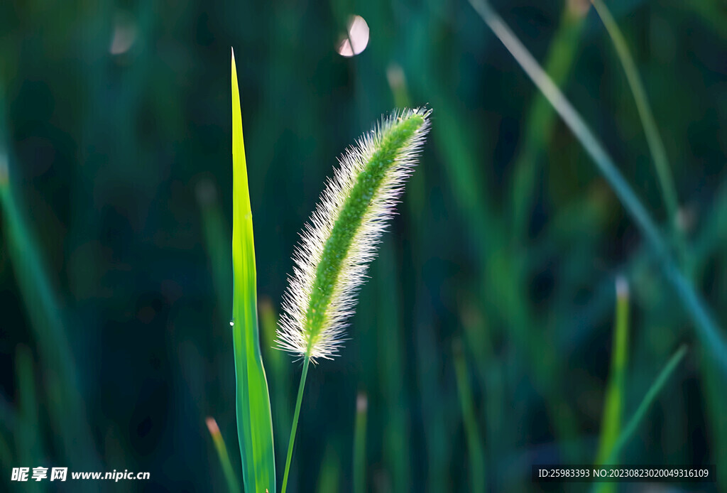 狗尾巴草