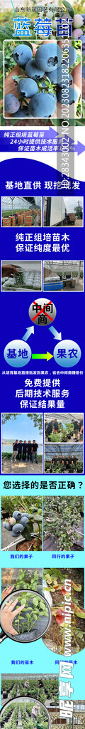 蓝莓苗详情