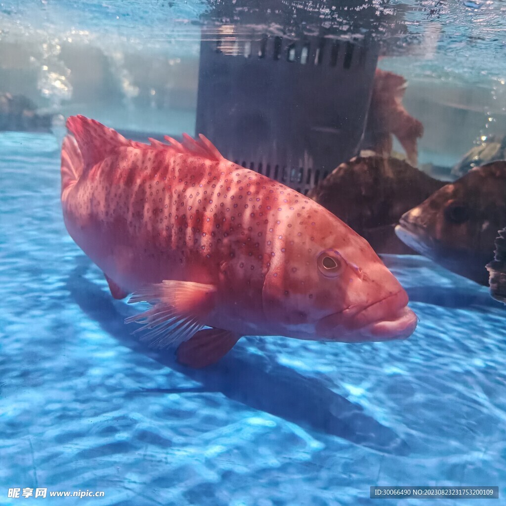 美国红鱼，红大马哈鱼石首鱼科ocellatus 逃脱的鱼 Isolat 库存图片 - 图片 包括有 生气勃勃, 敌意: 118033593