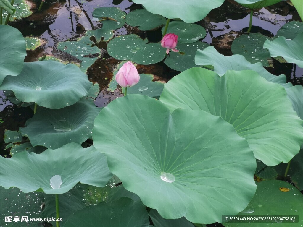 荷花