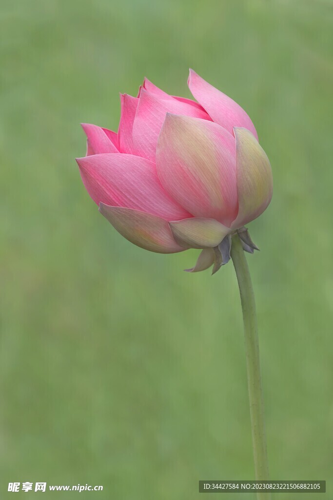 荷花素材 