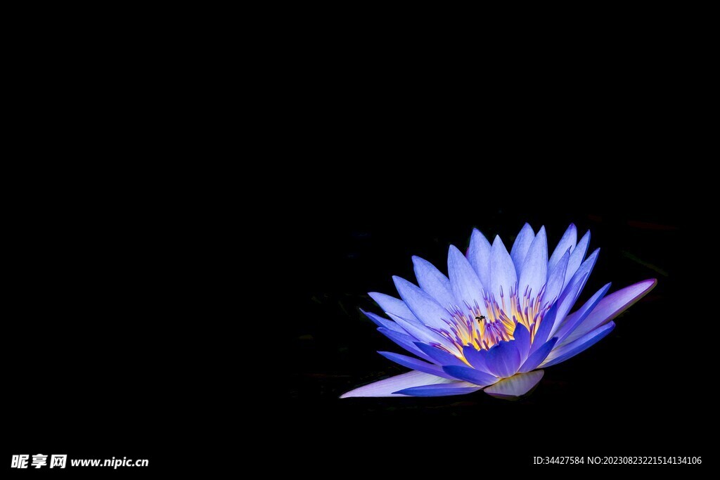 紫色莲花