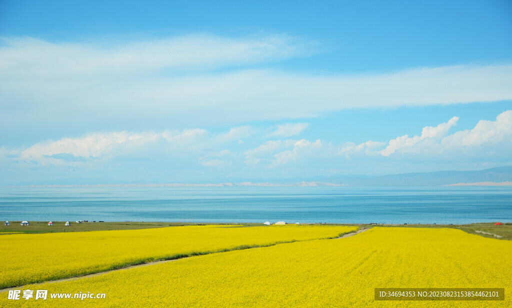 油菜花