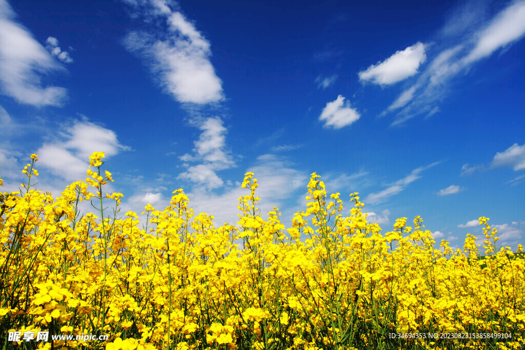 油菜花 