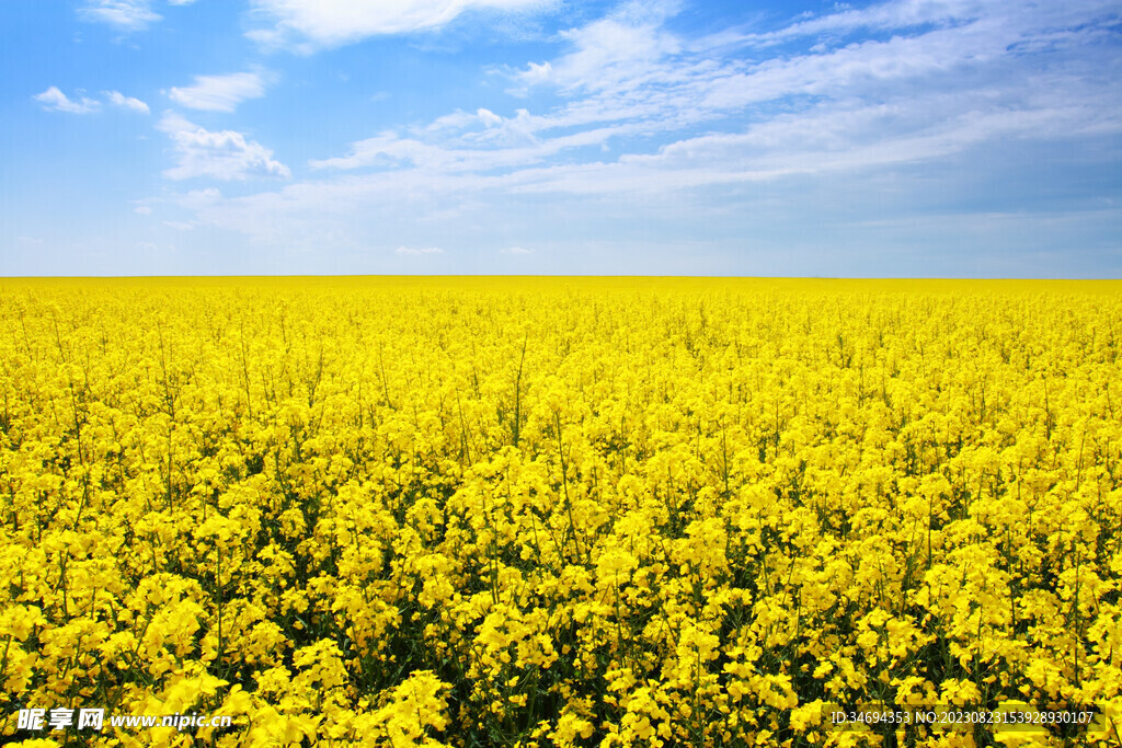 油菜花 