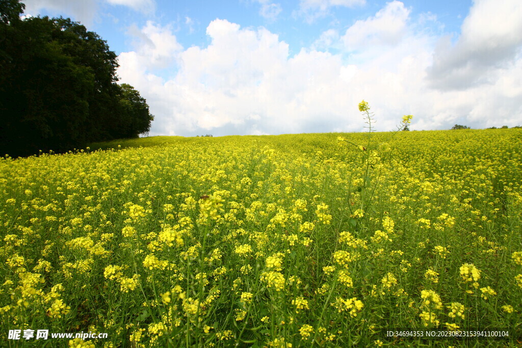 油菜花 