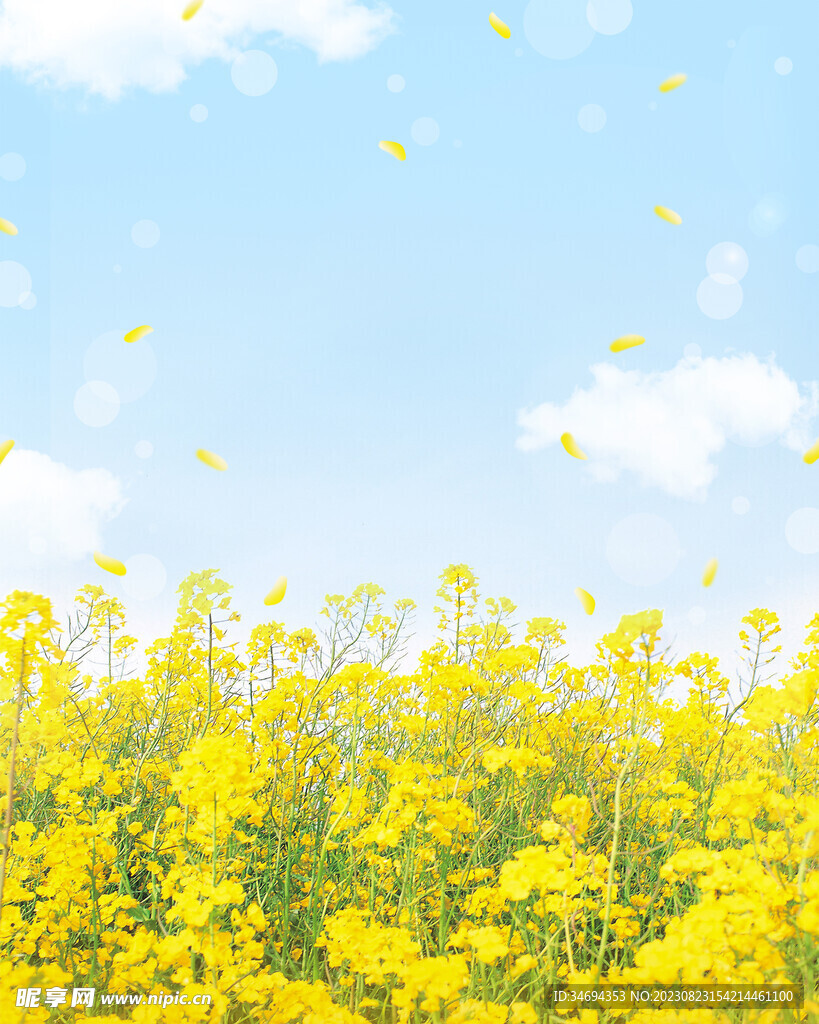 油菜花