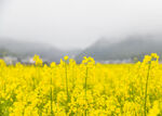 油菜花 