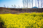 油菜花 