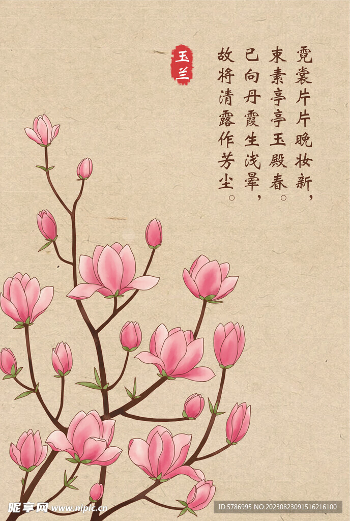 玉兰花