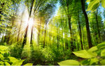 阳光树林风景画