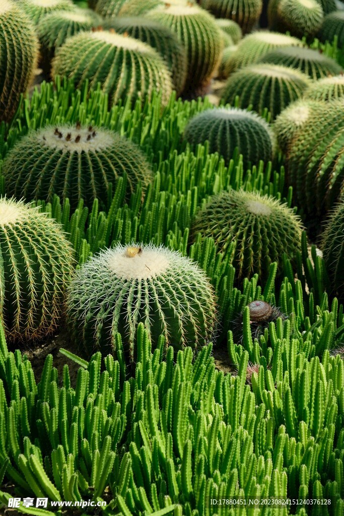 仙人掌