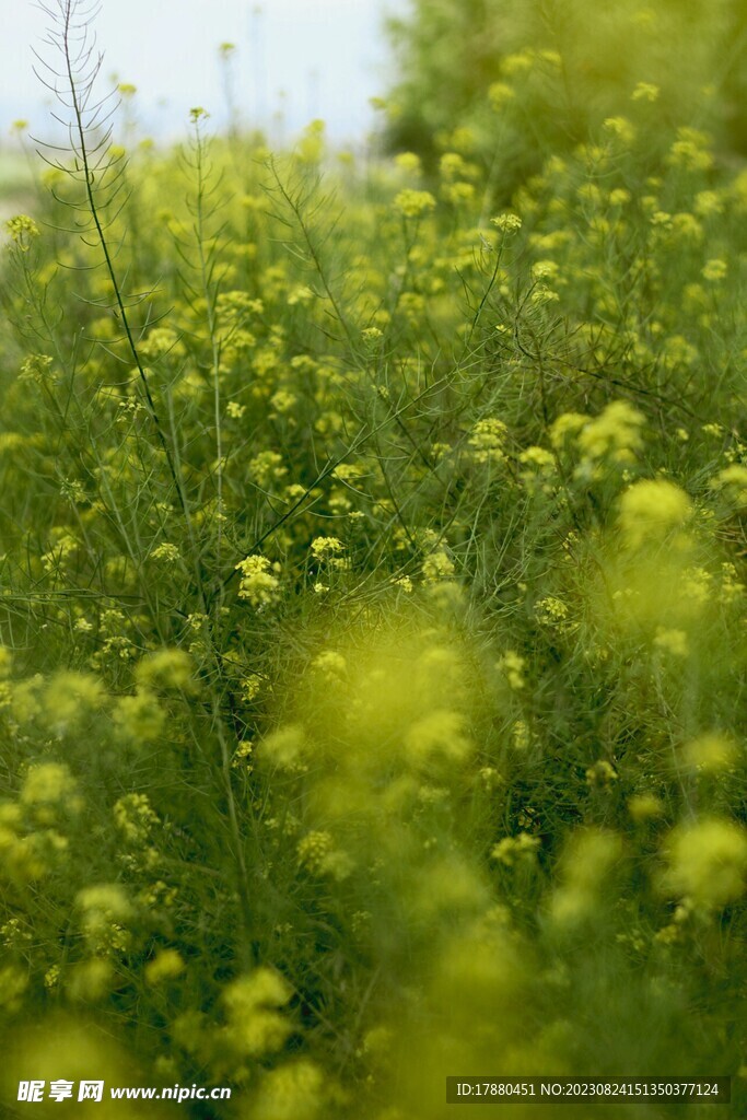 油菜花