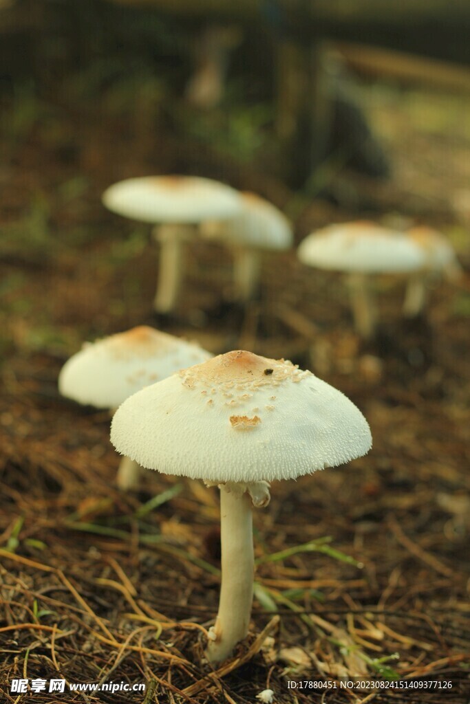 蘑菇