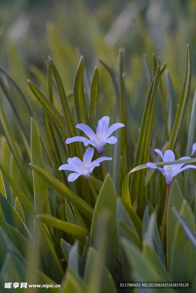 雪光花