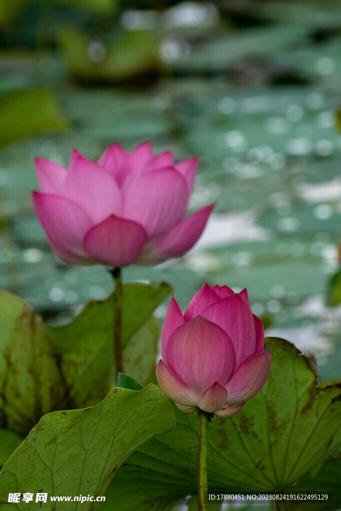 荷花