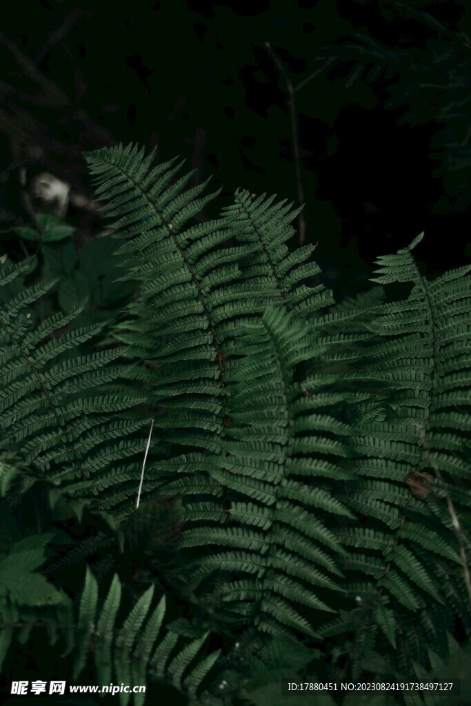 蕨类植物