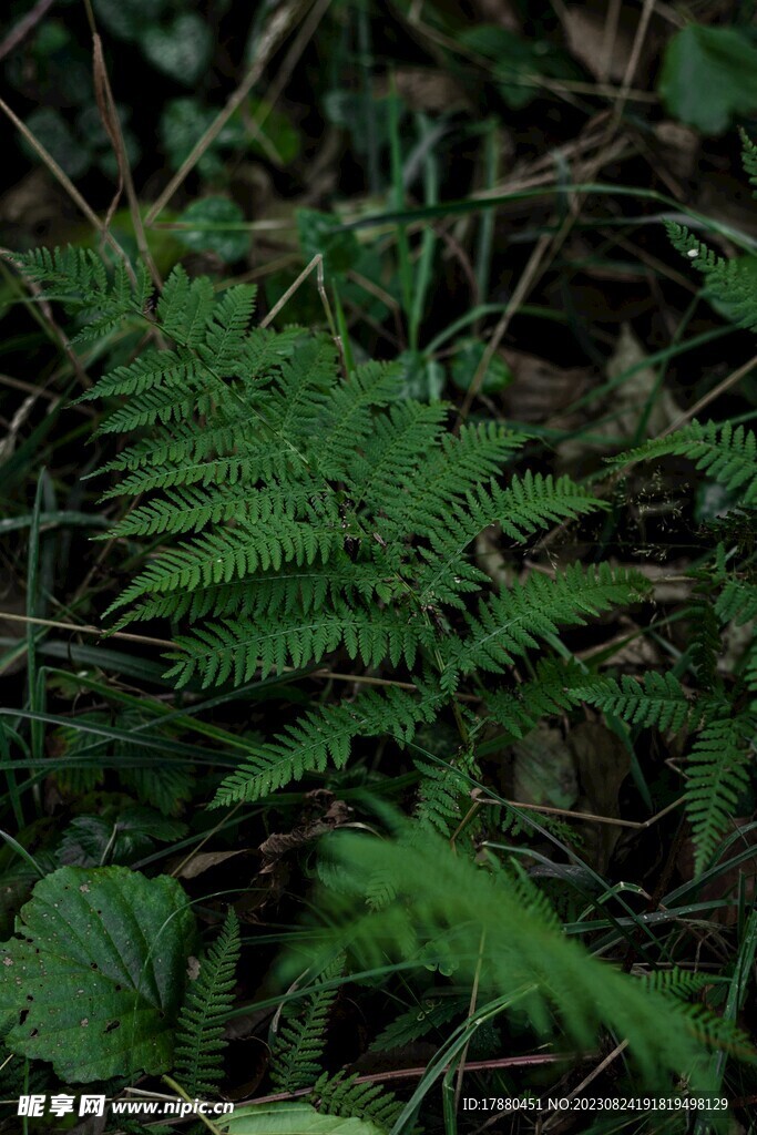 蕨类植物