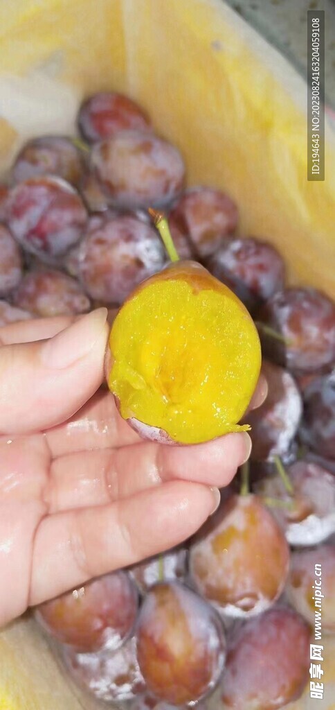 西梅