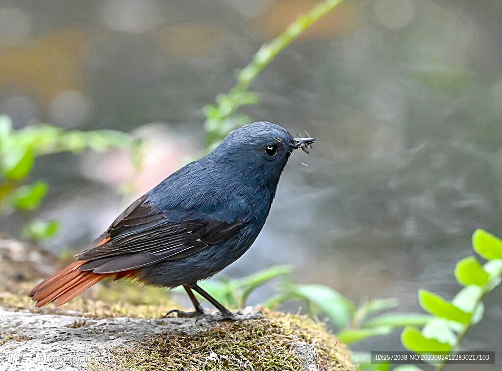 赭红尾鸲图