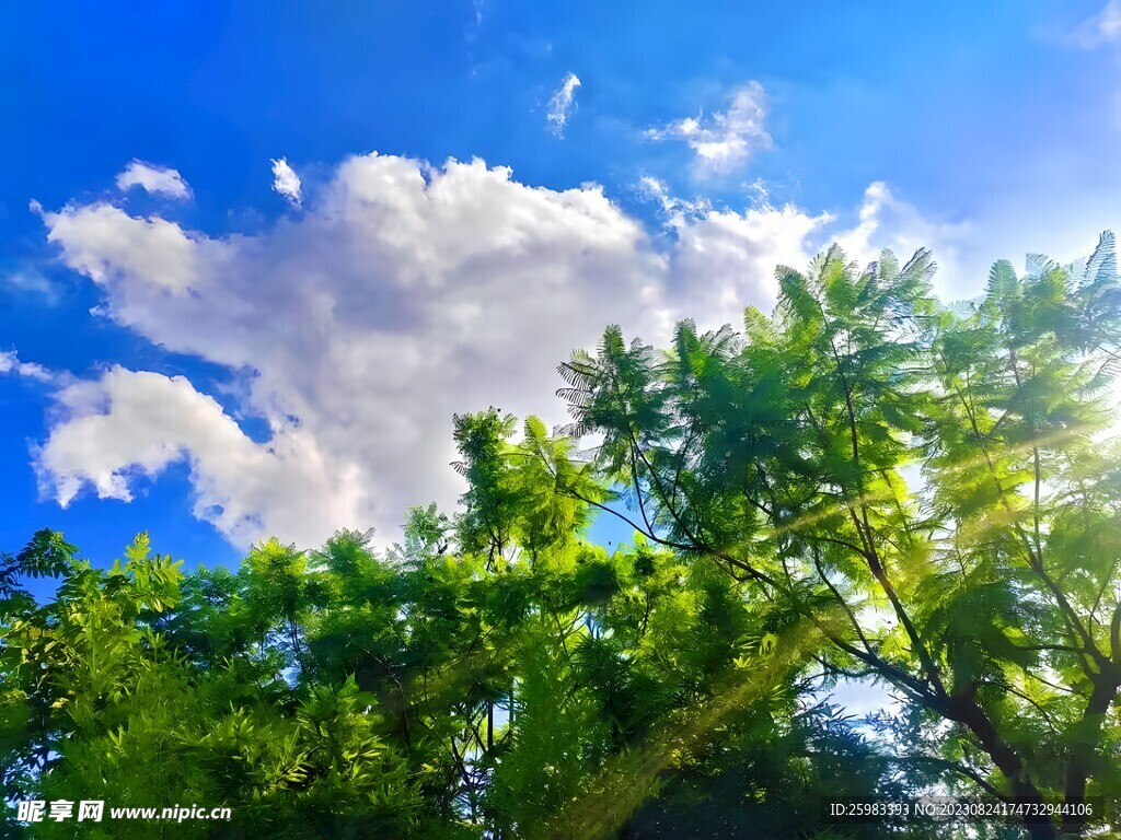 校园的树木