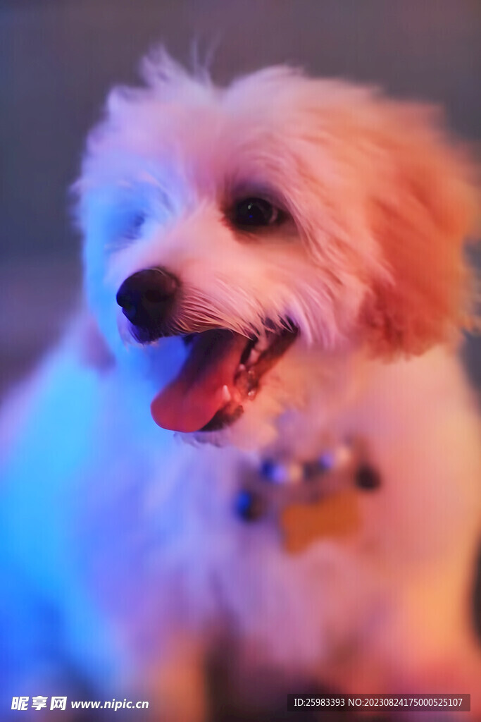 狗