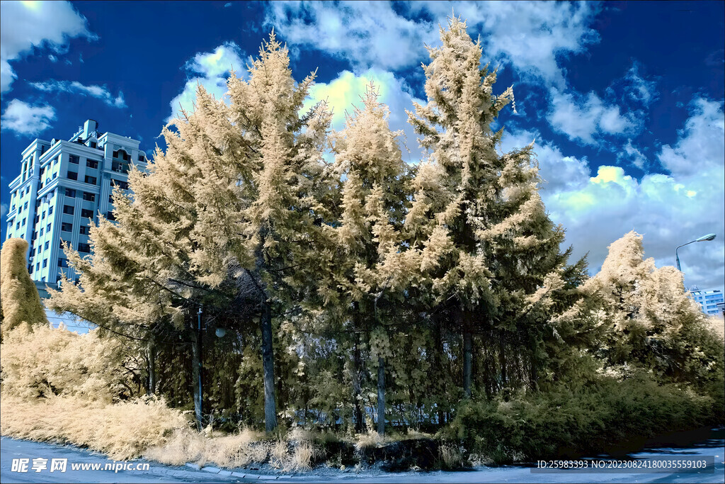 积雪的树木